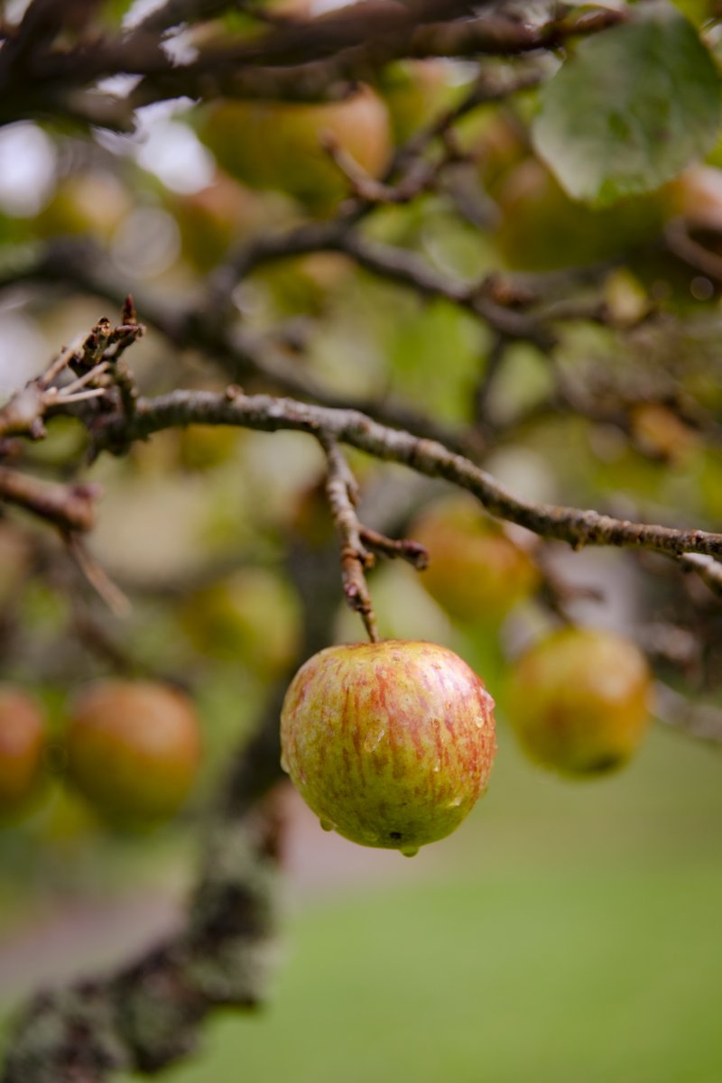 DartmoorNT's tweet photo. #AppleWeekend at Buckland Abbey, Sat 7 and Sun 8 Oct
Celebrate all things apple, help decorate the Barn's apple tree, and pick up a journey stick for an autumn stomp around the estate.
Drop in 10am to 4pm
#Free event (admission applies)
Buckland Abbey, Yelverton, PL20 6EY https://t.co/W6hHFJSONO