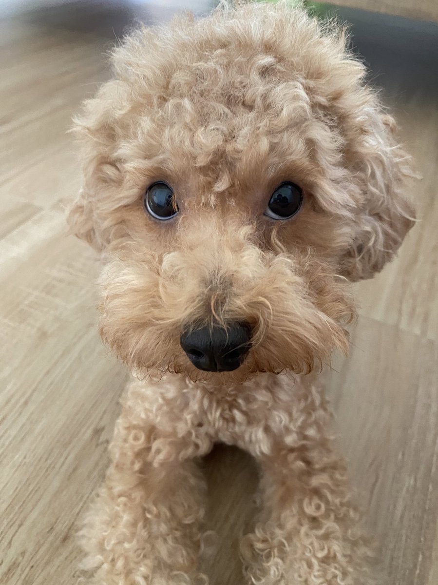 cococococogg's tweet image. ทำหน้าตลกอะ