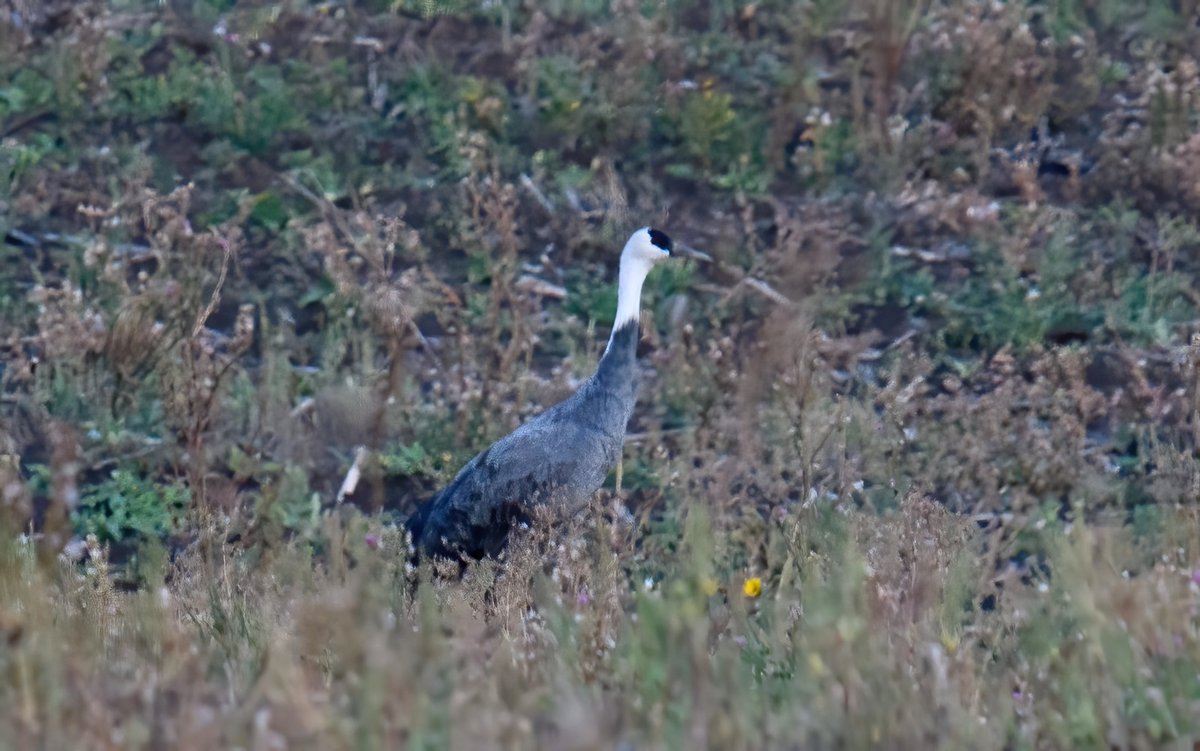 Hooded Crane, Grus monacha photographed at Berezovyi Gai, Samarski (52.9035110656,50.3072050534), photo by Vadim Ladanov - the 1st record for WP if accepted as wild