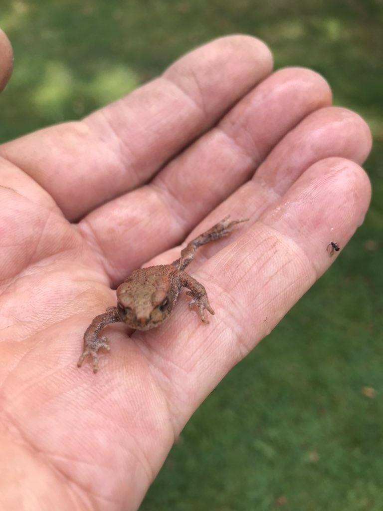 Saved this boy from certain death this morning, he seemed grateful.