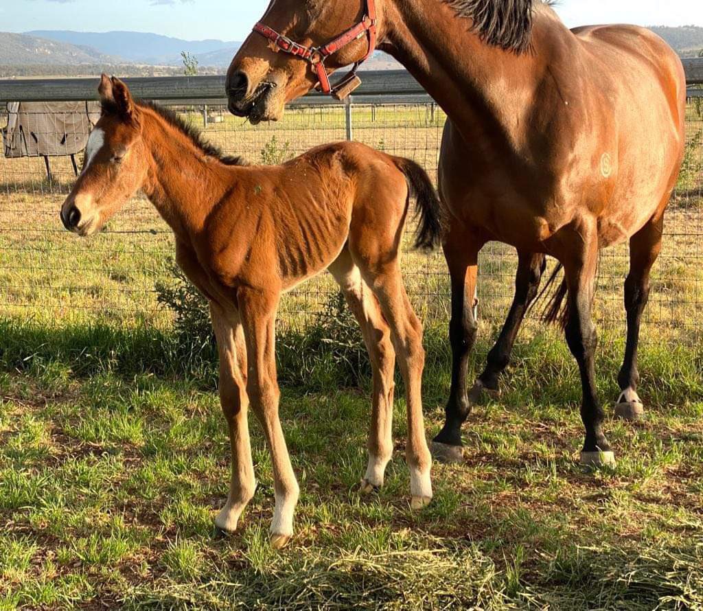 TrevDonaldson's tweet image. Safe arrival of another filly  - only 10 hours old…… #CosmicForce #LikeFatherLikeSon @bruceaslade @NewgateFarm @noogeepark - really proud of Jilly and her team at Noogee Park.