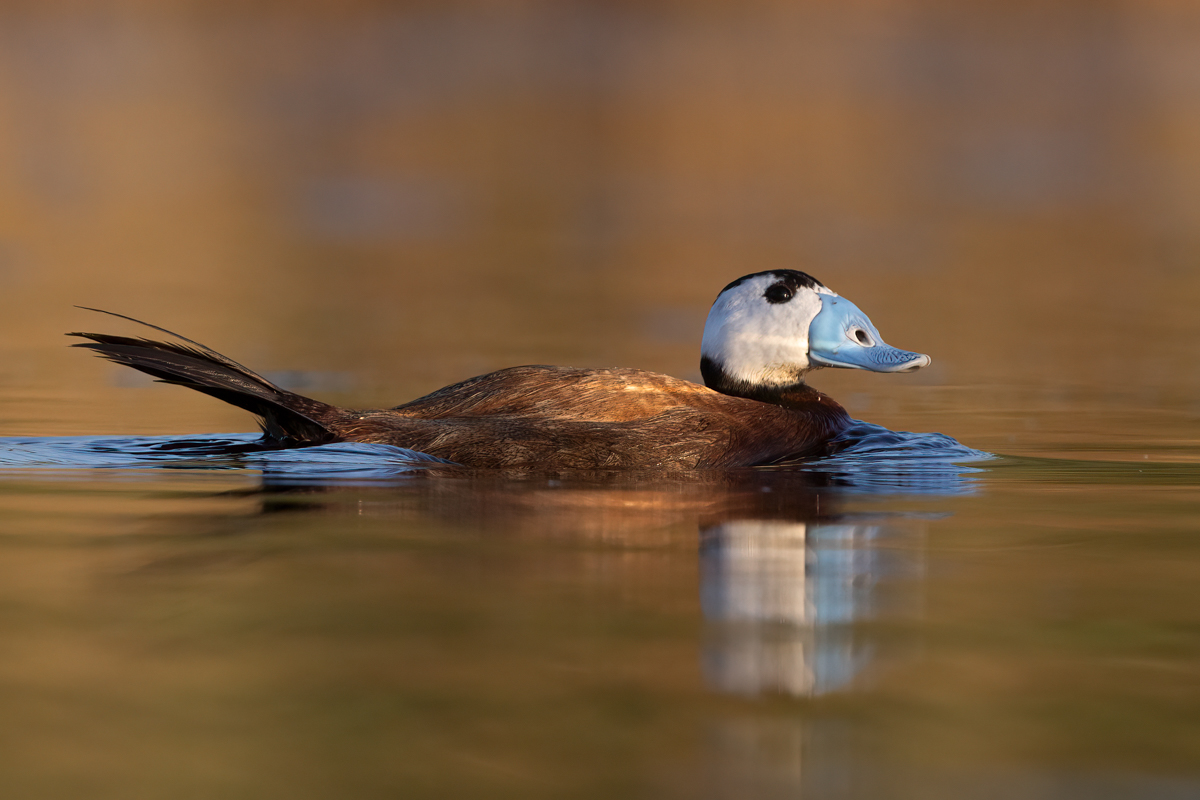 White-headed Duck...some nice water colour and challenging to get an image. #whiteheadedduck