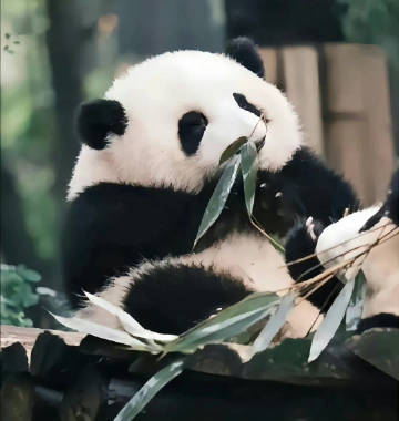 Prize1Prize's tweet photo. Please don’t ignore it if you see Panda Huahua, making a wish really works🐼 https://t.co/j0lUq4vd3w