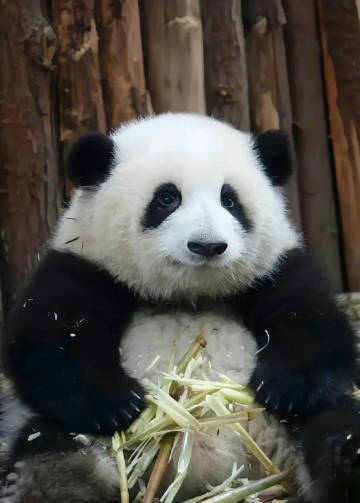 Prize1Prize's tweet photo. Please don’t ignore it if you see Panda Huahua, making a wish really works🐼 https://t.co/j0lUq4vd3w