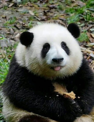 Prize1Prize's tweet photo. Please don’t ignore it if you see Panda Huahua, making a wish really works🐼 https://t.co/j0lUq4vd3w