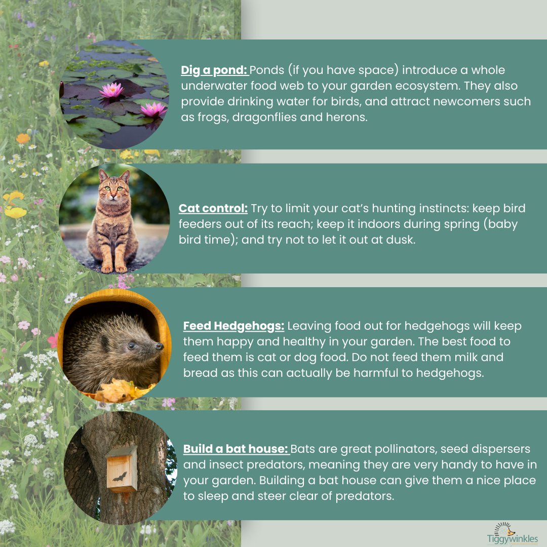 Happy World Animal Day! October 4th is world animal day, &this year’s theme is ‘Great or small, love them all’. From big fallow deer to tiny mice, we treat them all because every life matters. Here are some ways that you can help wildlife in your garden this world animal day.