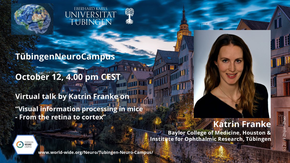 📢SAVE THE DATE
Oct 12 at 4pm CEST virtual talk by Katrin Franke @kfrankelab @bcmhouston @eyetuebingen @uni_tue @uktuebingen @TueNeuroCampus  on '#Visual information processing in mice - From the #retina to #cortex' #VisionResearch #NeuroScience 👉Sign up: bit.ly/2TPjNZ1