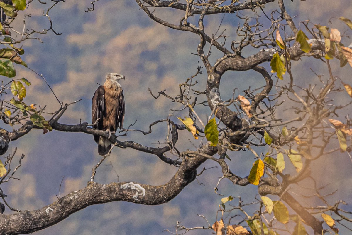 Two bird pics, two locations. 1st: #ScarlettFinch, #Chopta. 2nd: #PallasFishEagle, #CorbettTigerReserve. #BirdsSeenIn2023 #IndiAves @Avibase @Britnatureguide #ThePhotoHour #BBCWildlifePOTD #birding