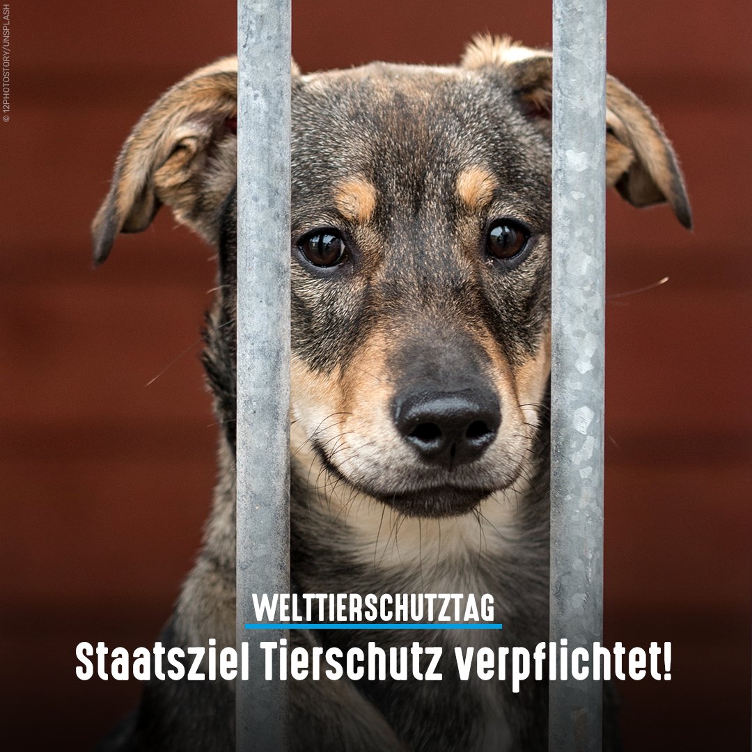 tierschutz_bund's tweet photo. Mit unserem Motto am heutigen #Welttierschutztag möchten wir die Politik daran erinnern, dass das "Staatsziel Tierschutz verpflichtet!"

🐶🐱🐭🐰🐮🐷🐣🐔🐻🐯🦁🦊🐺🐍

Die #Tierheime stehen kurz vor dem Zusammenbruch. Bund, Länder &amp; Kommunen: Helft JETZT!

https://t.co/UqjZ5lJhhV https://t.co/bYXVnfSwaj