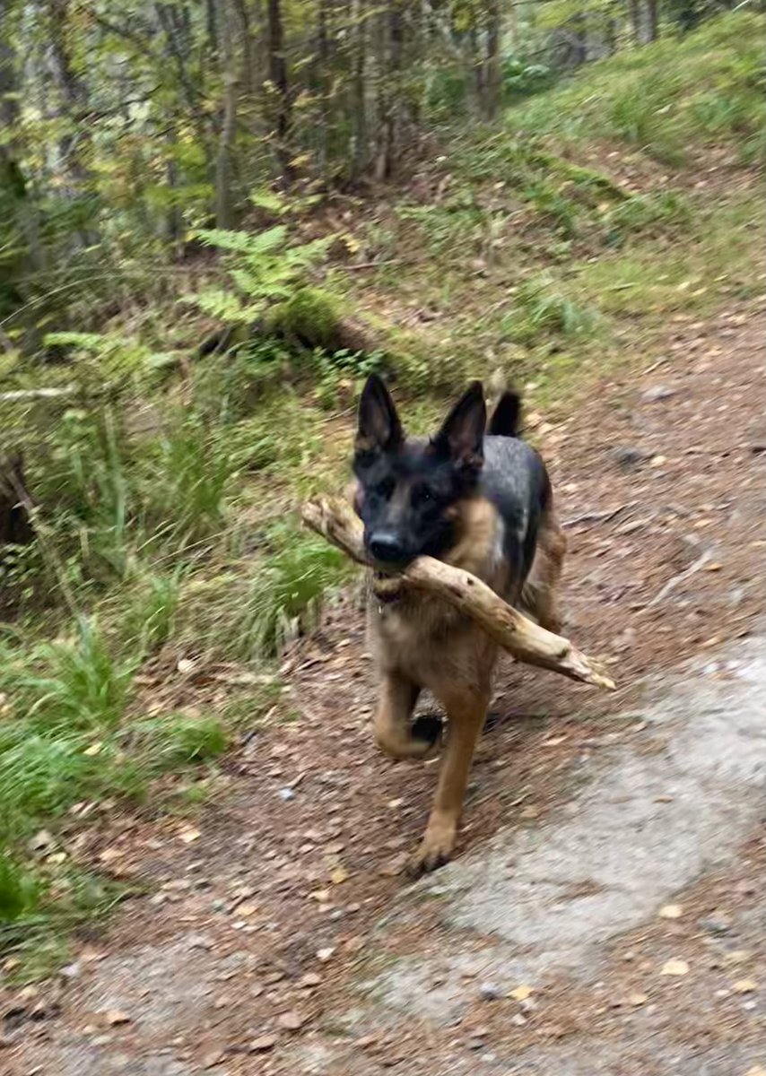 #DagensFendi har en BlueSky-kode om noen trenger! Send DM #førstemanntilmølla