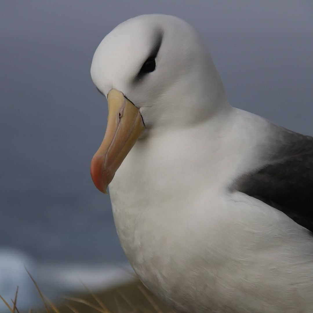 The albatross has been a prominent seabird in literature and culture, often portrayed as a symbol of mystery and fortune. While some of these legends may have been forgotten, the respect for the species has remained, and the ATF is dedicated to their conservation. 📸: Alex Dodds