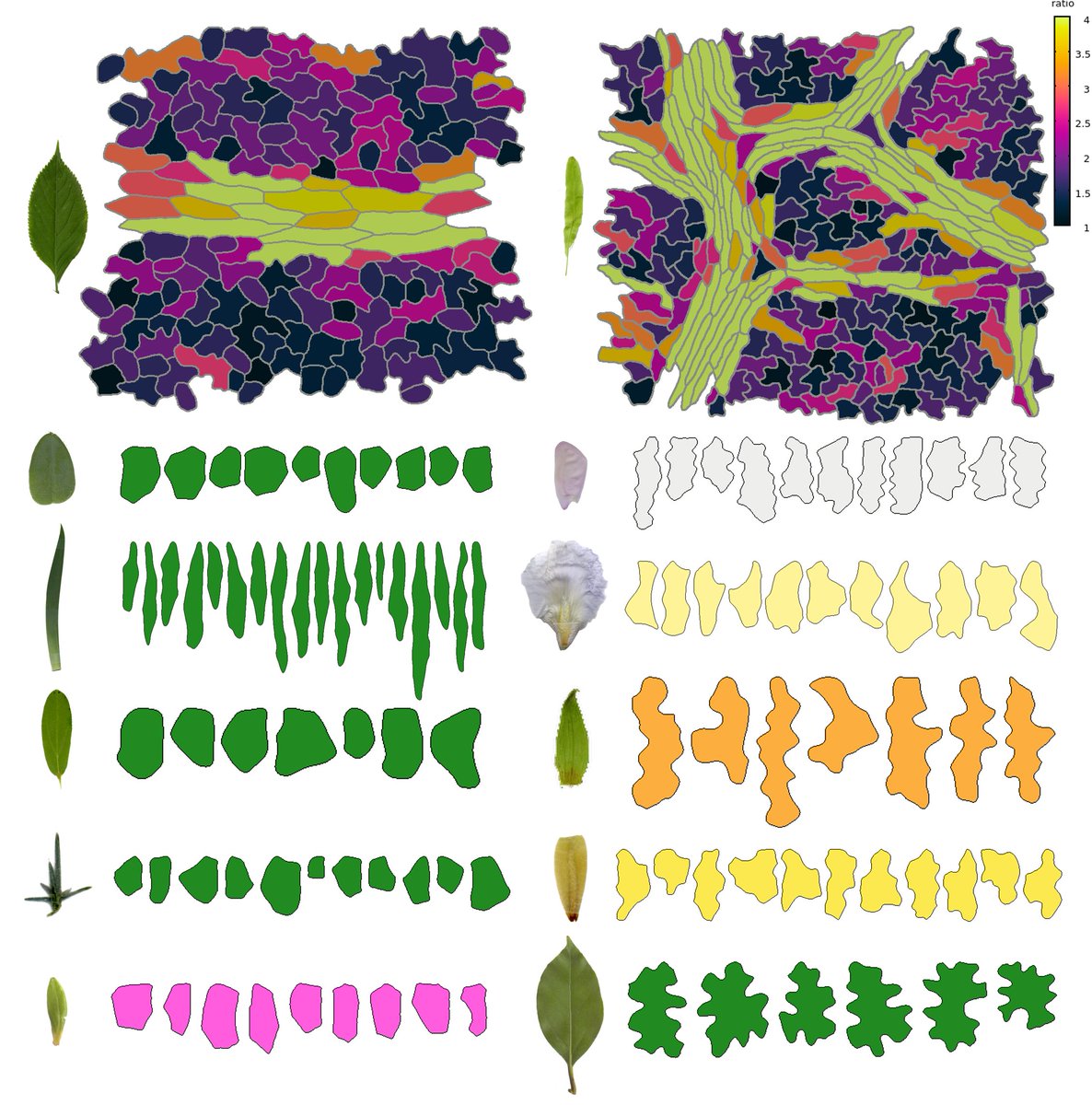 Mateusz Majda (@matmajda) on Twitter photo Here's our new preprint, led by <a href="/N_Trozzi/">Nicola Trozzi</a> "Puzzle cell shape emerges from the interaction of growth with mechanical constraints" Thanks to <a href="/RichardSmithLab/">Richard Smith Lab 🇺🇦</a> <a href="/Adam_Runions/">Adam Runions</a> <a href="/RoederLab/">Roeder lab</a> <a href="/HoermayerLukas/">Lukas Hörmayer</a> @RDPlab and everyone involved!
biorxiv.org/content/10.110… Here's our new preprint, led by <a href="/N_Trozzi/">Nicola Trozzi</a> "Puzzle cell shape emerges from the interaction of growth with mechanical constraints" Thanks to <a href="/RichardSmithLab/">Richard Smith Lab 🇺🇦</a> <a href="/Adam_Runions/">Adam Runions</a> <a href="/RoederLab/">Roeder lab</a> <a href="/HoermayerLukas/">Lukas Hörmayer</a> @RDPlab and everyone involved!
biorxiv.org/content/10.110…