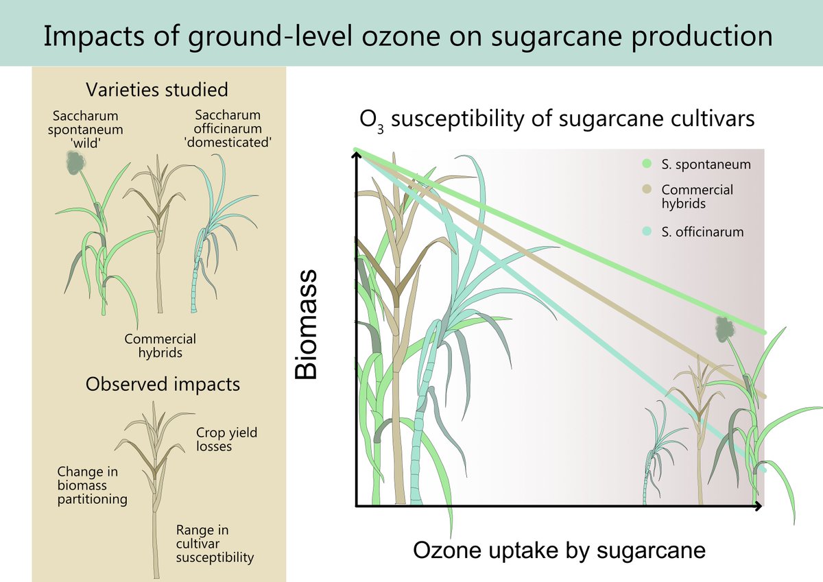 New paper on ozone damage to sugarcane!!🌱 sciencedirect.com/science/articl…

We combine field measurements and spatial modelling to show that ozone poses a substantial risk to sugarcane production in Brazil.