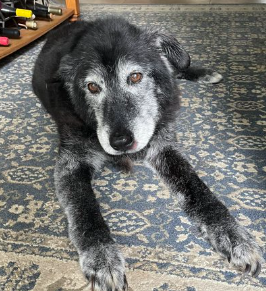 abbey_n_normal's tweet photo. I posted this a few days ago (but buried it as sub-post).  After 17 3/4 years Ellie has joined her older brothers Gonzo, Mick and Kozmo "at college".  She will be missed https://t.co/zTuhk1uVCh