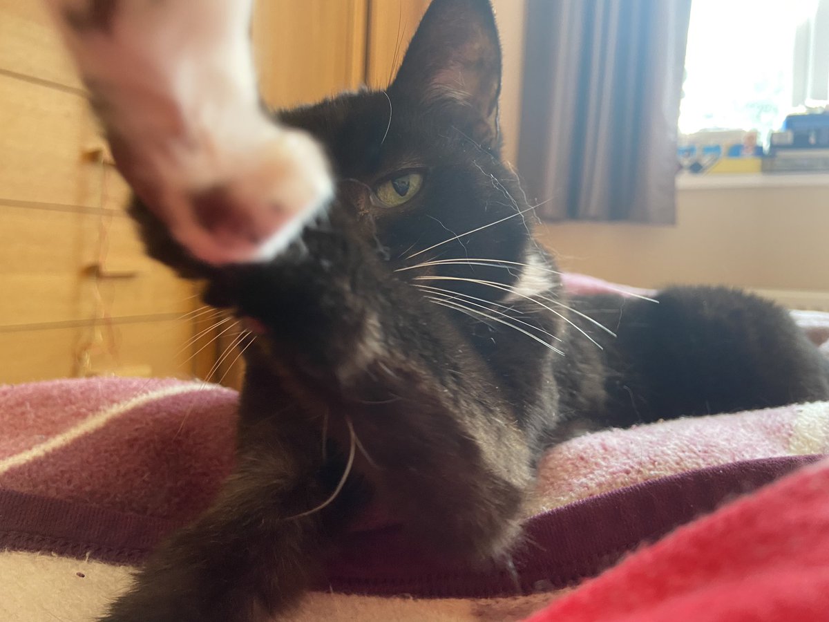 HiOnCats's tweet photo. Hello all 🐈‍⬛🖤

Reaching out to you with good feels!

#tuxedocat #blackcats #cats #catsoftwitter https://t.co/Z5MldPkquh