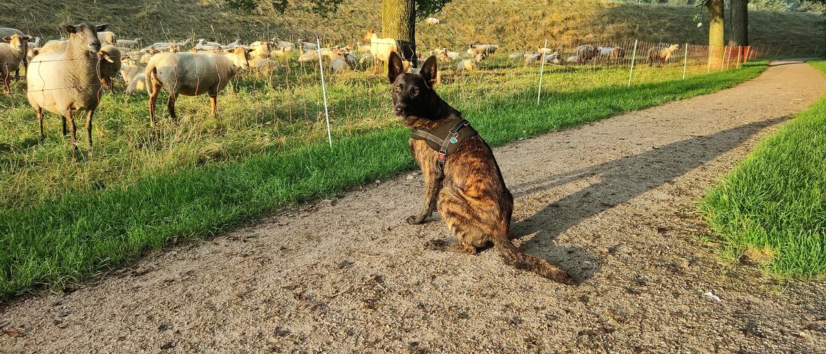 ใ๐ ๐ฎ๐ฟ๐ฐ๐ผใ๐๐ถ๐ผ (@marcodavids) on Twitter photo Fijne #dierendag Fijne #dierendag