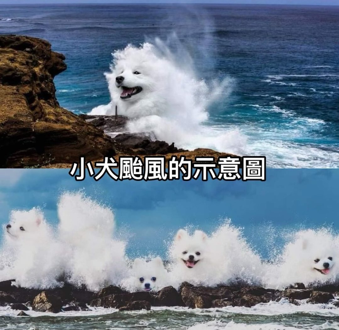 Whoever thought 'Koinu' (小犬 / コイヌ) was a good name for a typhoon has obviously never met anyone on the Taiwanese internet.. All of the dog typhoon memes are flooding my newsfeeds. 😂