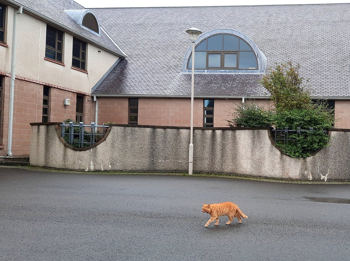 We have an announcement. There is an unexpected ginger cat in the car park. He is not taking questions at this time.