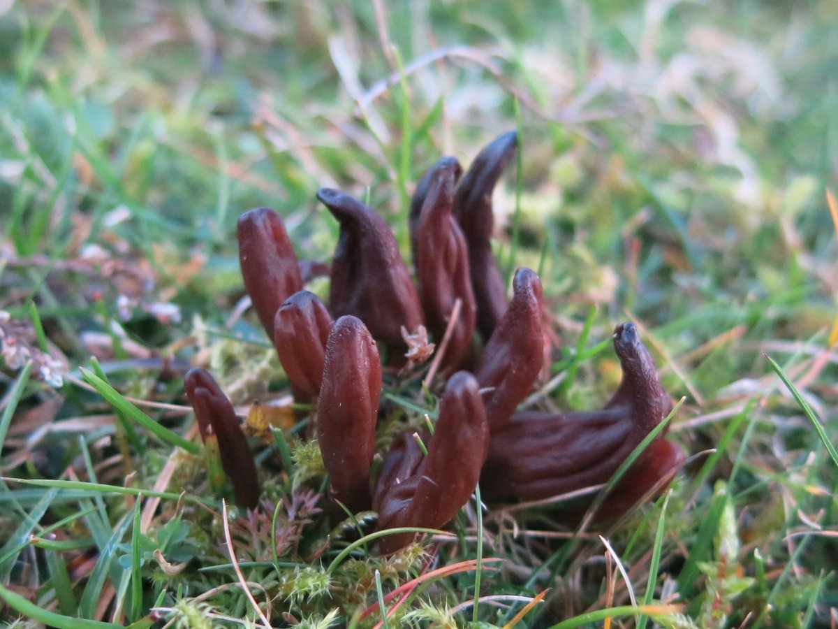 The meadows and uplands of Wales support ~ 112 species of grassland fungi ~ 55% of those found in Britain. Waxcaps species such as the rare olive earthtongue (Microglossum olivaceum) grow in low-nutrient conditions and indicate high quality ‘unimproved’ grassland #UKFungusDay