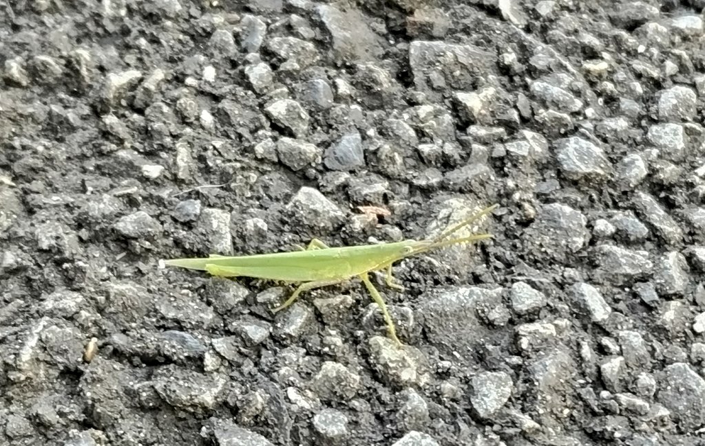 harry__s's tweet photo. 食べるものが少ないせいか、めちゃくちゃ小さい。体長３cmくらい。都内の緑が少ない場所で生きているのが、奇跡！ #バッタ #glasshopper #バッタオーグ https://t.co/E7nDg2fPIw