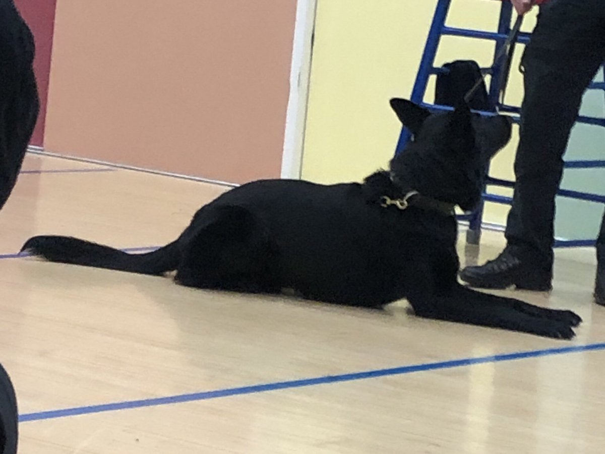 HVPoliceCadets's tweet photo. Thank you to @BCHPoliceDogs for bringing along 👮‍♂️🐕‍🦺 PD Luther. An interesting session learning about the different 🦮’s and the various roles they carry out within in the Force. An insight for the leaders, as well as the cadets!!
 @NationalVPC @HertsPoliceVol https://t.co/HaHGyUuTQ7