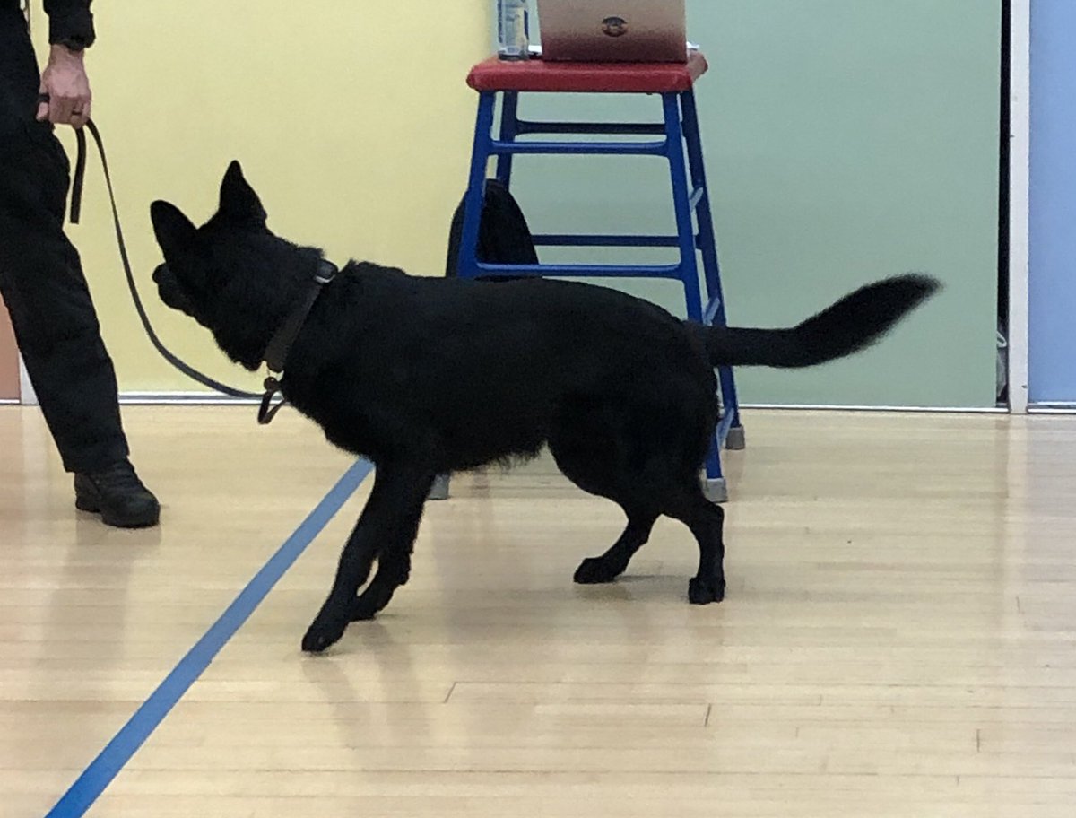HVPoliceCadets's tweet photo. Thank you to @BCHPoliceDogs for bringing along 👮‍♂️🐕‍🦺 PD Luther. An interesting session learning about the different 🦮’s and the various roles they carry out within in the Force. An insight for the leaders, as well as the cadets!!
 @NationalVPC @HertsPoliceVol https://t.co/HaHGyUuTQ7