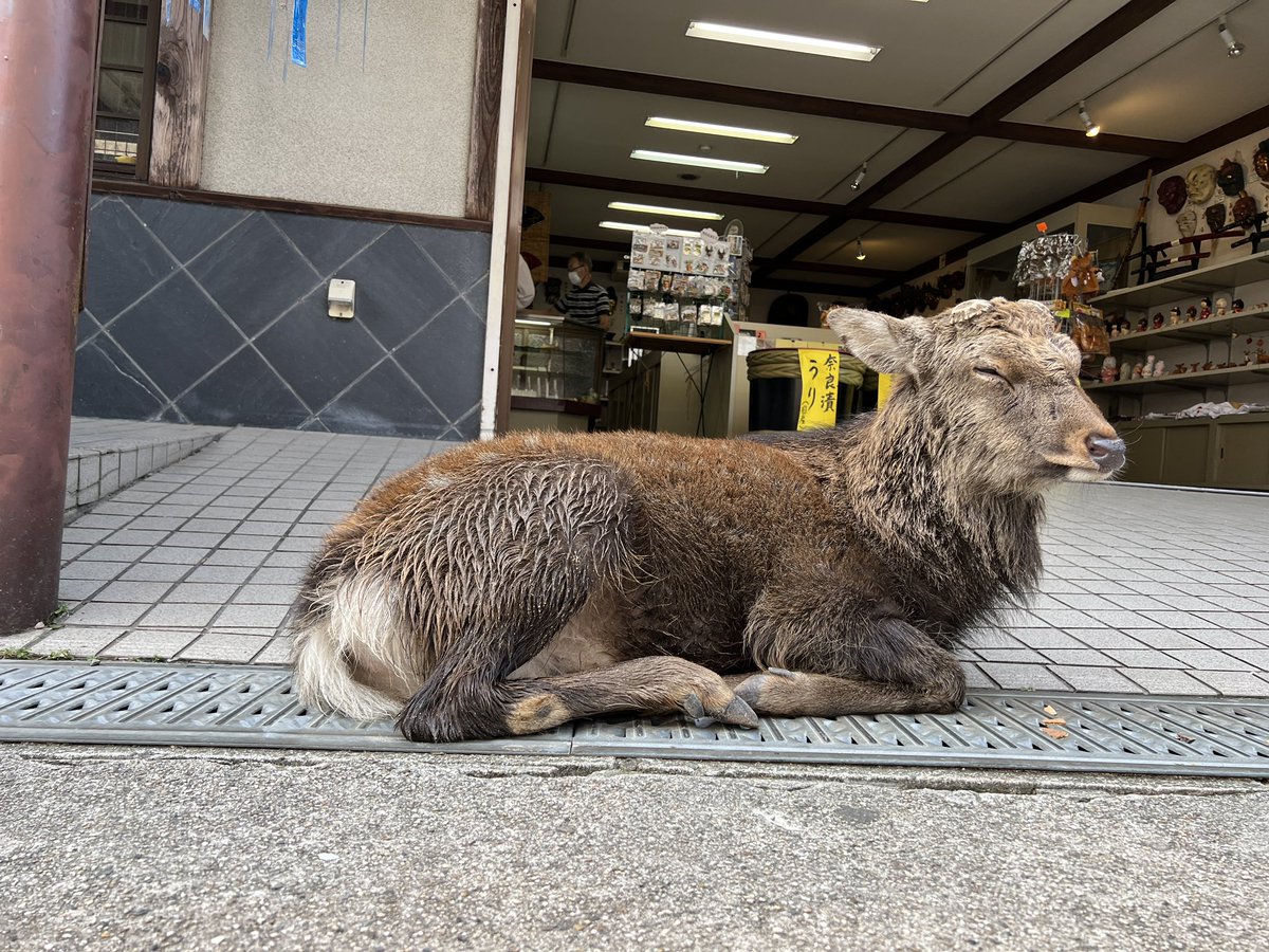 naranto_valu's tweet photo. 本日の奈良は見事秋晴れ。
奈良公園周辺は観光客で賑わっていました。
修学旅行生5割、外国人観光客4割、その他1割くらい。
そのような中、鹿せんべい目当てにお店の前にデンとくつろいだり、木の根元で落ち着いたり、池に入って涼んだり、それぞれのスタイルで過ごす鹿たちでした🦌 https://t.co/KVie5NmsqD