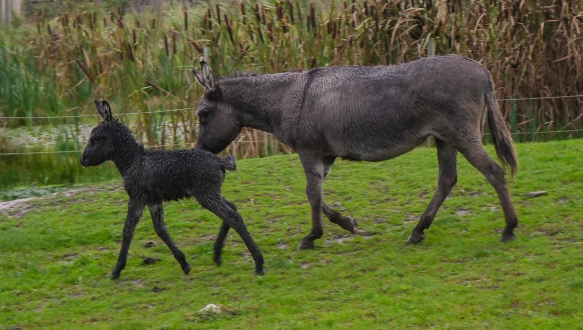 NikoRescueZoo - Charity tweet media