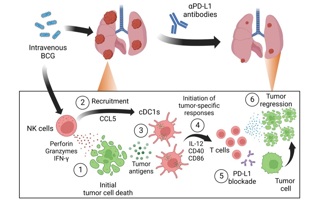 ElClubDarwin2's tweet photo. Mechanistically, BCG activates #NK cells, which recruit #cDC1 cells to the tumor, and provide antigens to generate tumor-specific responses https://t.co/IF3UWXDINY