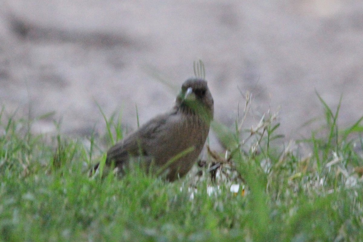 Birds that like woodpiles: Song Sparrows and Albert’s Towhees. #ArizonaBirds