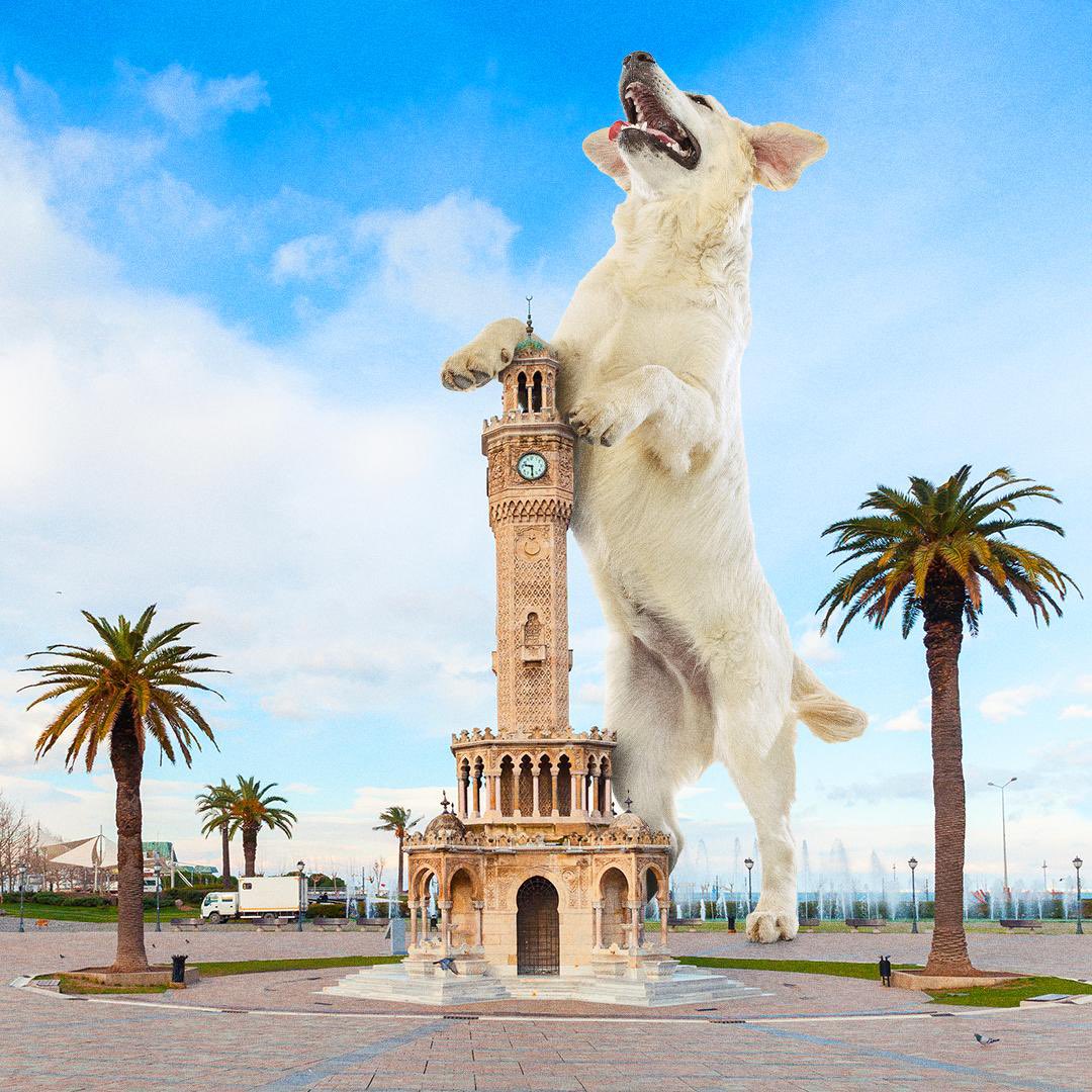 İzmir, sizinle güzel.

#4EkimHayvanlarıKorumaGünü kutlu olsun.