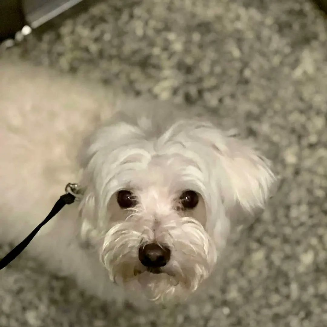 Pati Arkadaş tweet media