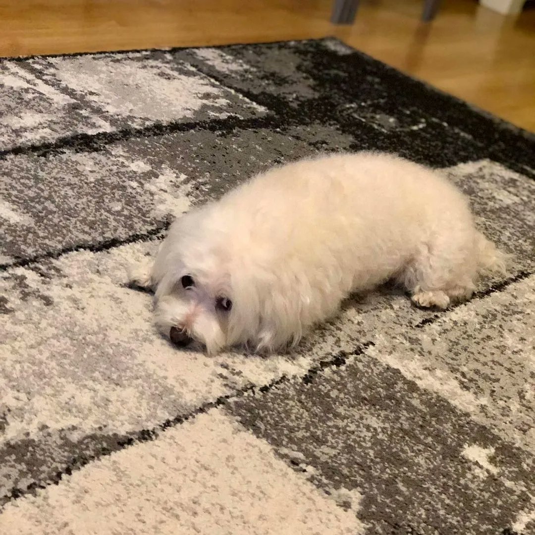 Pati Arkadaş tweet media