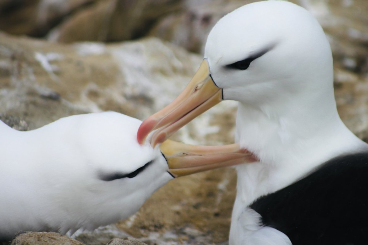 These guys! 🤗 #BlackBrowedAlbatross #FalklandIslands #NewIsland #Albatross #Birds