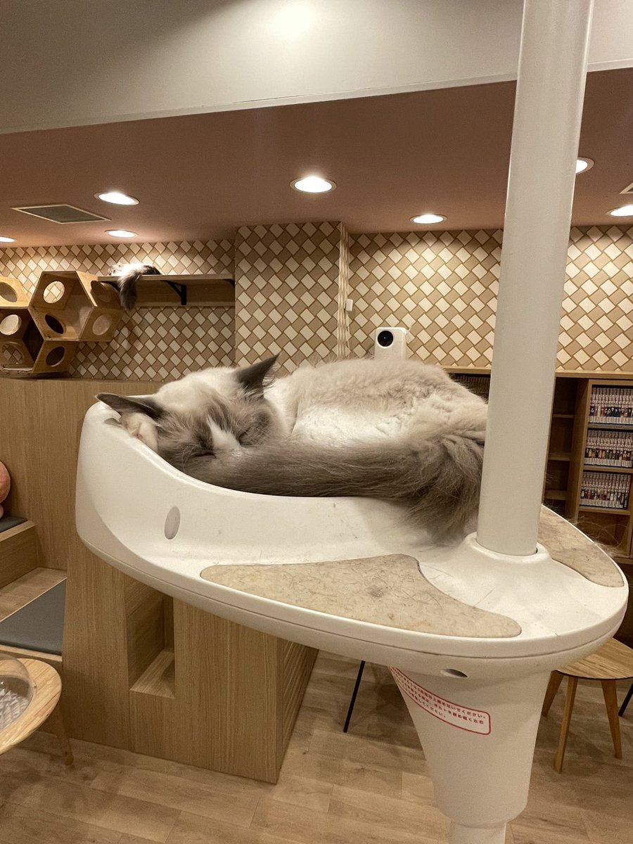 d0LUd93CUFEIYGE's tweet photo. Onlyわん新入社員の佐藤です🐶

先日友達と猫カフェに行ってきました！最近猫ちゃんに触れていなかったのでとても癒されました☺️
今度は小動物や爬虫類カフェも行ってみたいです🐹🦎

https://t.co/t8laYYcmIu https://t.co/blOpBFw3E6