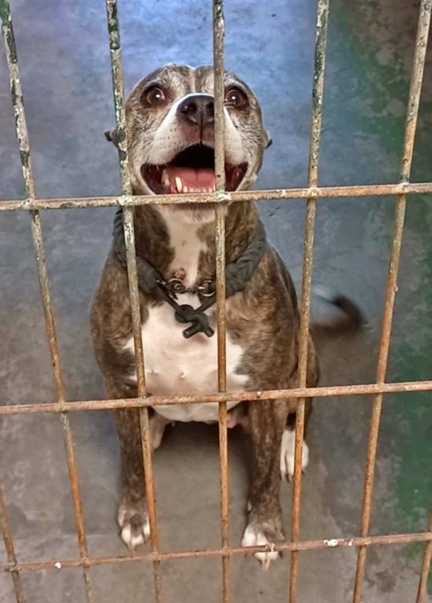 SosAbuelos1's tweet image. Cádiz
A #CANDI de 10 añitos, la han entregado en la policía diciendo que se la han encontrado... 😒. Ahora está en la perrera de Jerez.

Es una perrita que se ve que ha parido varias veces.

Se la ve cariñosa con la gente y sociable con otros perretes. En caso de ser necesario,
