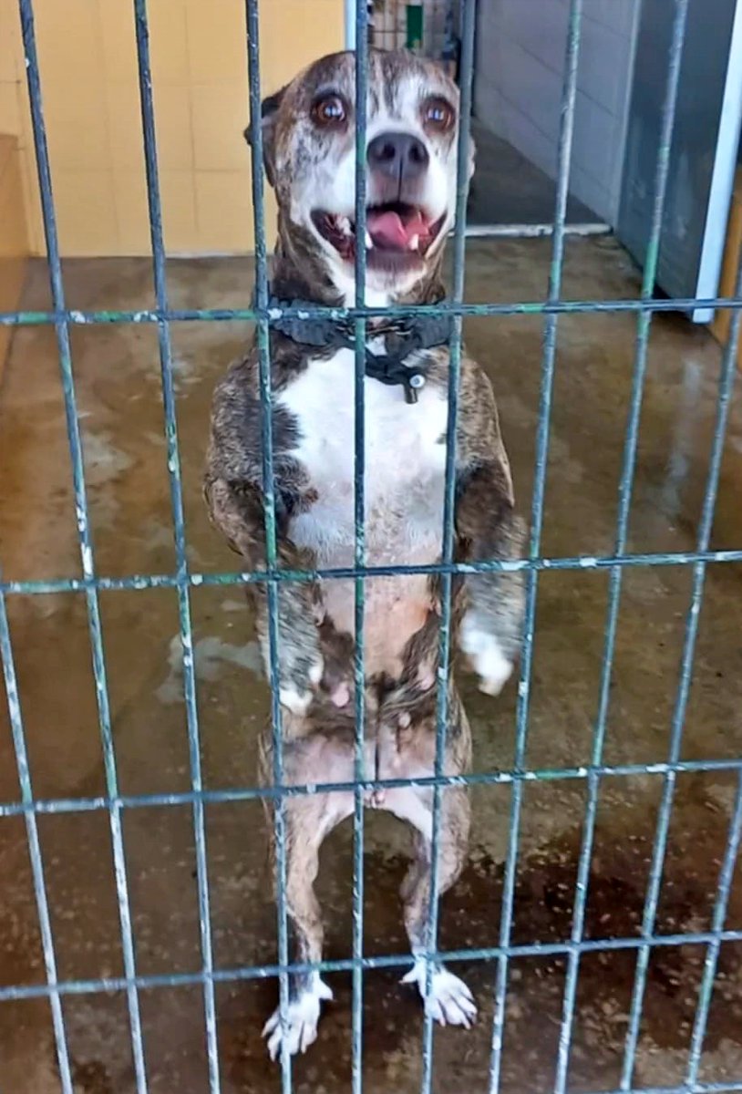 SosAbuelos1's tweet image. Cádiz
A #CANDI de 10 añitos, la han entregado en la policía diciendo que se la han encontrado... 😒. Ahora está en la perrera de Jerez.

Es una perrita que se ve que ha parido varias veces.

Se la ve cariñosa con la gente y sociable con otros perretes. En caso de ser necesario,