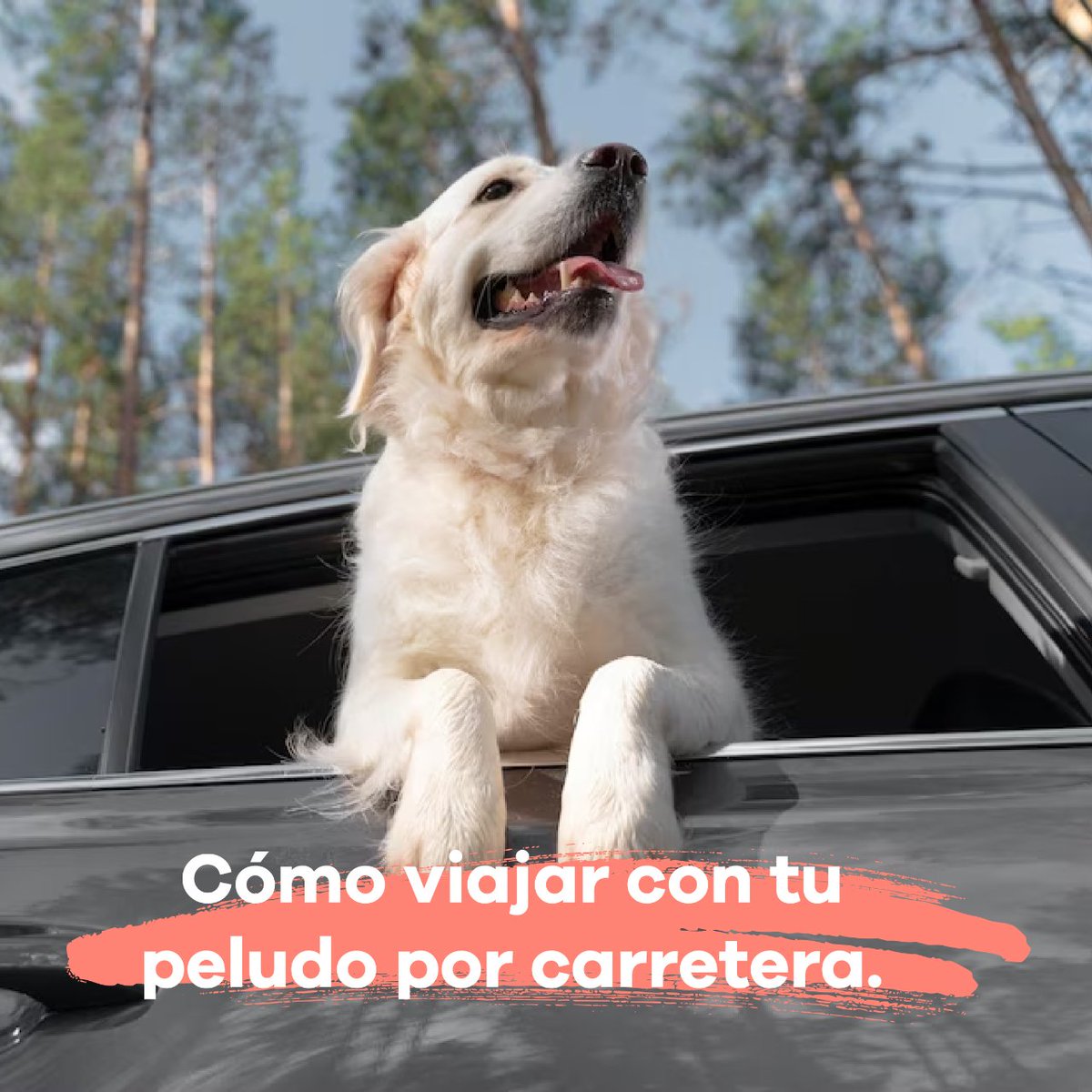grupoyagu's tweet photo. Se avecinan festivos... ¿sabes cómo preparar una escapada con tu peludo?
Primero que nada tienes que tener cierta previsión. Y es que hay que buscar un alojamiento petfriendy y si se va a visitar al extranjero necesitarás el pasaporte. ¡Importante! https://t.co/2HtxMptkws
