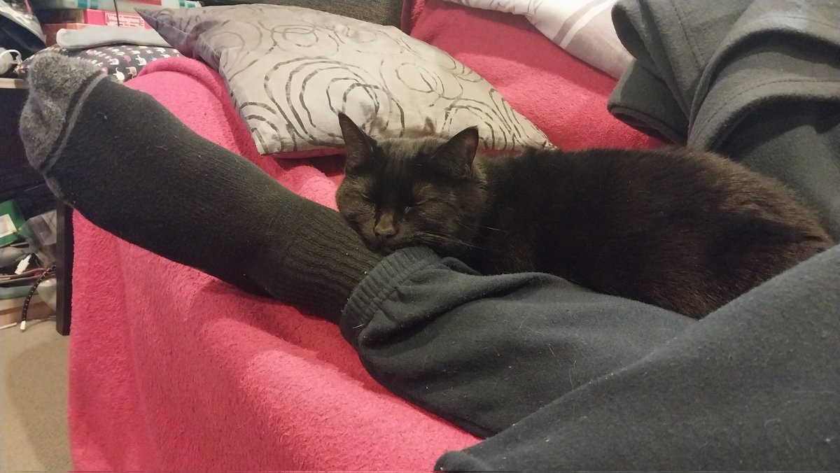 MichelleOtheCat's tweet photo. I has a sleepy 💕 https://t.co/kJwraid6YO
