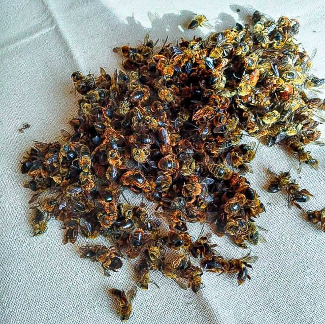 🚨 🐝 La floración de los Rododendros/Azaleas (Rhododendron) RX se acerca. Si ven abejas/abejorros muertos abajo, por favor compartan fotografías, ubicación y fotos de flores (vista frontal y lateral), así como de hojas. Enviar al correo proyectorx@abejasdechile.com

Gracias!