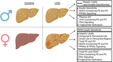 Phenomics_J's tweet photo. Loss of #Carnitine Palmitoyltransferase 1a Reduces Docosahexaenoic Acid-Containing Phospholipids and Drives Sexually Dimorphic #Liver Disease in #Mice
https://t.co/aZvGDFnt2v https://t.co/gyEZskr2Jt