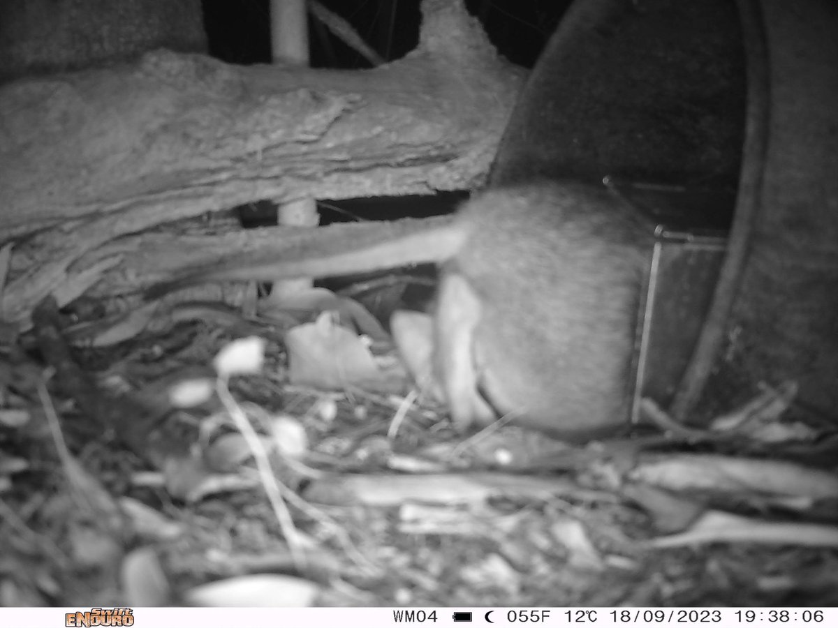 Dr Meg Edwards tweet media