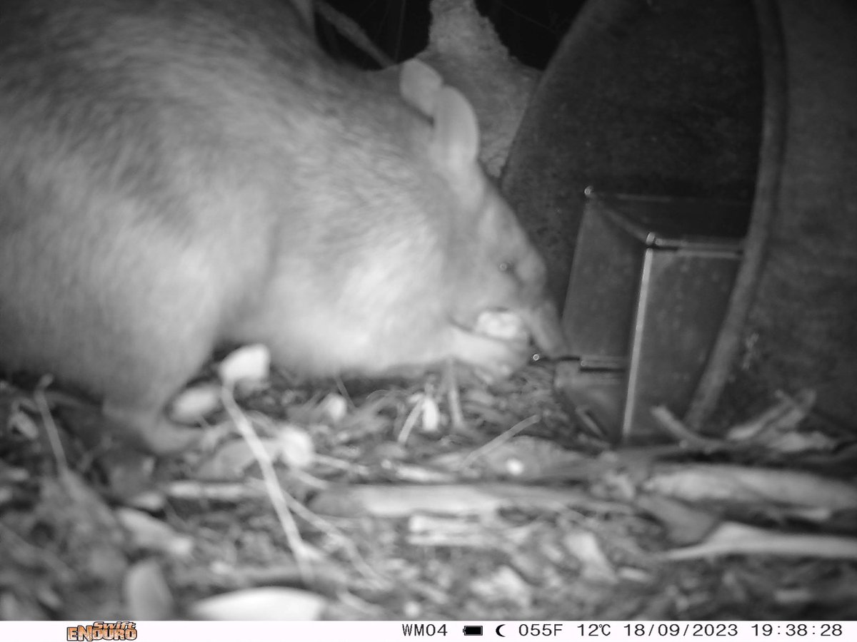 Dr Meg Edwards (@alittlebitmeg) on Twitter photo Elliott trap or bandicoot snack machine? Love these images captured from a camera trap set by a student on my recent <a href="/unisqaus/">University of Southern Queensland</a> wildlife field trip! #wildoz #ecology #bandicoot Elliott trap or bandicoot snack machine? Love these images captured from a camera trap set by a student on my recent <a href="/unisqaus/">University of Southern Queensland</a> wildlife field trip! #wildoz #ecology #bandicoot