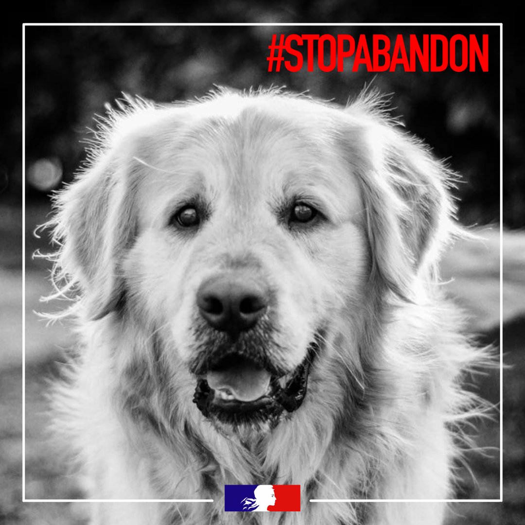 Prefecture40's tweet photo. #StopAbandon | Aujourd'hui, c'est la Journée internationale des animaux ! 

❌ L'abandon est un acte cruel et puni par la loi ! 🐶🐱 https://t.co/LGmNNqyjZq