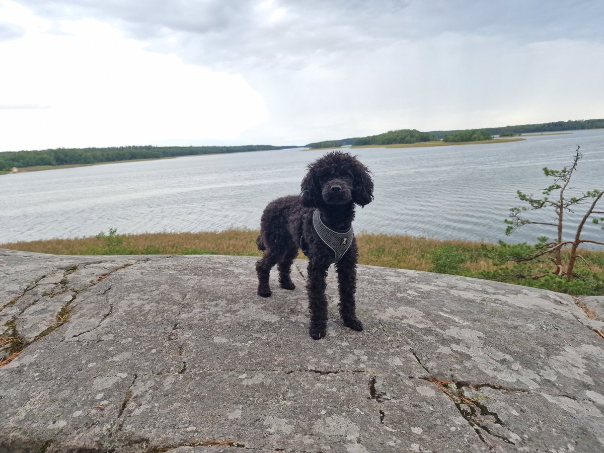 SMyyntimediat's tweet photo. Koira ja ihminen - Sydänten yhteys vuosituhansien takaa ❤️

Lue juttu eläinrakkaudesta nettisivuiltamme: https://t.co/mfLt1MMDfl

#eläinrakkaus #koira #rakkaus #suomenmyyntimediat #yhdistyslehti #järjestölehti #suomenmyyntimediatkokemuksia https://t.co/Wr52BYQakC