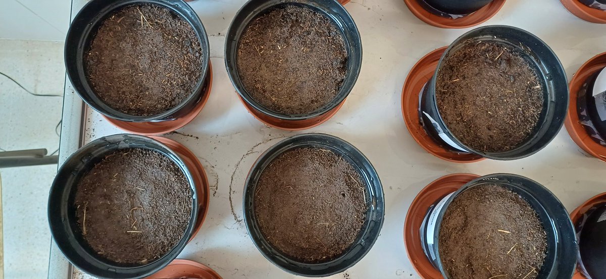 ruben_forjan's tweet photo. Preparing the new experiment. Revalorisation of ash and slag from coal-fired power plants for the reclamation of agricultural and mining soils. Study that attempts to link ecological decarbonisation and soil improvement.
#soil #carbon #descarbonisation #environment #soilscience https://t.co/escHibgobx