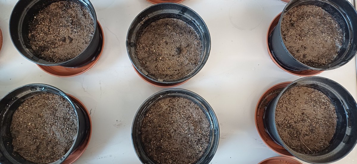 ruben_forjan's tweet photo. Preparing the new experiment. Revalorisation of ash and slag from coal-fired power plants for the reclamation of agricultural and mining soils. Study that attempts to link ecological decarbonisation and soil improvement.
#soil #carbon #descarbonisation #environment #soilscience https://t.co/escHibgobx