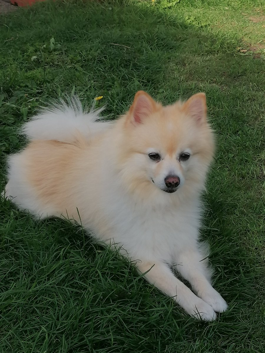 LDVken's tweet image. All you need is love for your pets 🦮🧡🐈
#werelddierendag #dierendag #dog #Binky #TwitterX