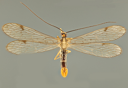 Zootaxa's tweet photo. An annotated catalog of the type material of #Mecoptera deposited in the Florida State Collection of Arthropods in Gainesville, Florida, #USA
https://t.co/V8PMxSZ85a
#Taxonomy https://t.co/QFyiGy8ftv
