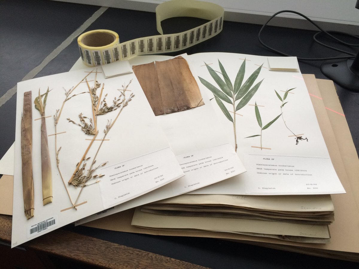 Job Opportunity! We are recruiting a Digitisation Co-Ordinator  into the  #Herbarium team  to support the delivery of our  strategic ambition to digitise RBGE’s preserved collections. Closing date 16th October 2023, more info available here: rbge.org.uk/about-us/worki…
#digitisation